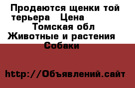 Продаются щенки той-терьера › Цена ­ 7 000 - Томская обл. Животные и растения » Собаки   